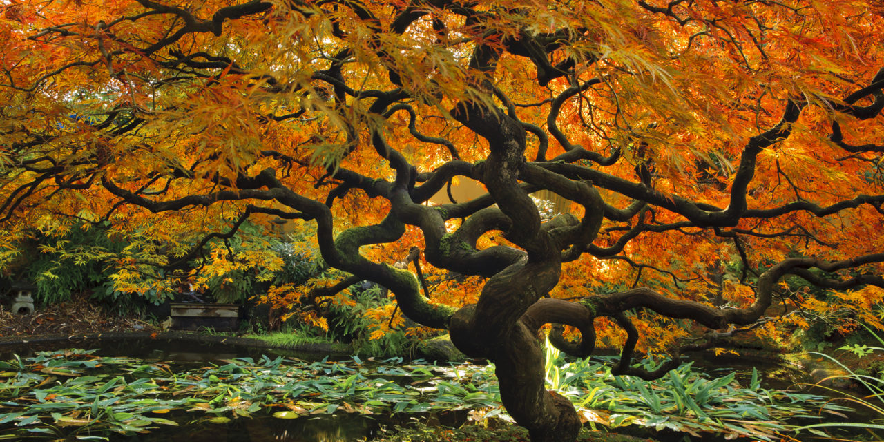 Peachland Gallery Showing