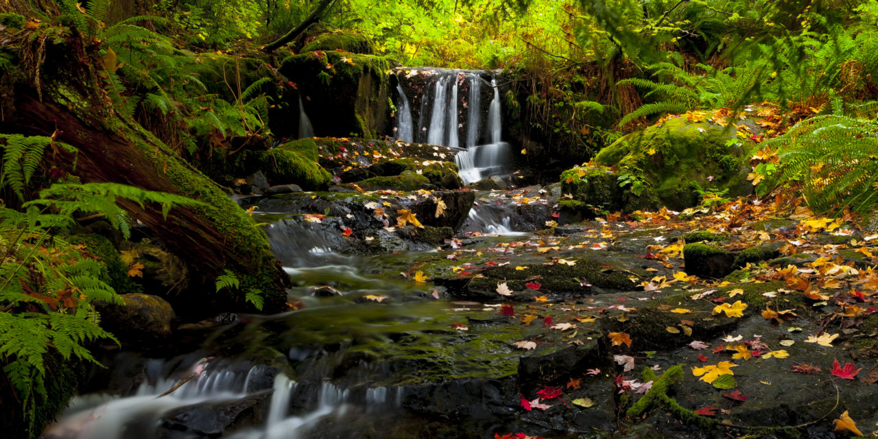 Anderson Creek